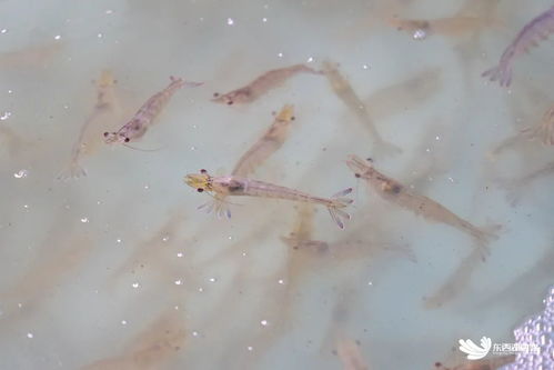 武漢臨空港經濟技術開發區探索海水養殖技術研發，助力社會民生發展